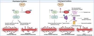 Shared mechanisms of neural circuit disruption in tuberous sclerosis across lifespan: Bridging neurodevelopmental and neurodegenerative pathology